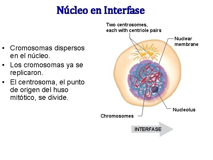 Núcleo en Interfase Two centrosomes, each with centriole pairs Nuclear membrane • Cromosomas dispersos Núcleo en Interfase Two centrosomes, each with centriole pairs Nuclear membrane • Cromosomas dispersos