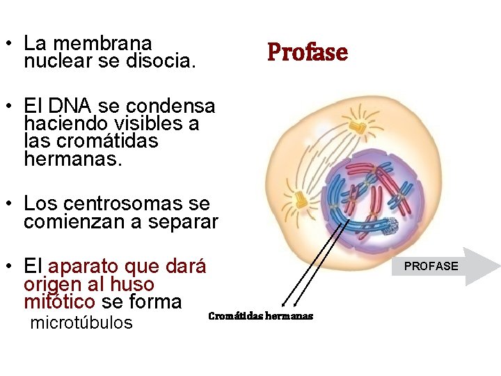• La membrana nuclear se disocia. Profase • El DNA se condensa haciendo • La membrana nuclear se disocia. Profase • El DNA se condensa haciendo
