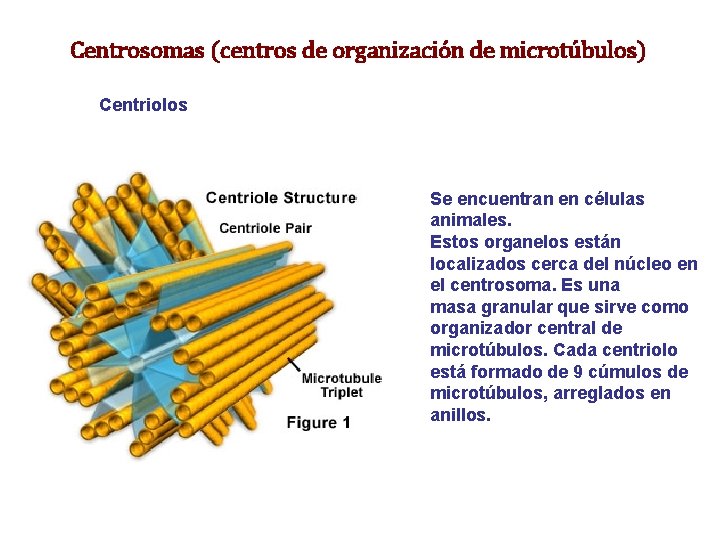 Centrosomas (centros de organización de microtúbulos) Centriolos Se encuentran en células animales. Estos organelos Centrosomas (centros de organización de microtúbulos) Centriolos Se encuentran en células animales. Estos organelos