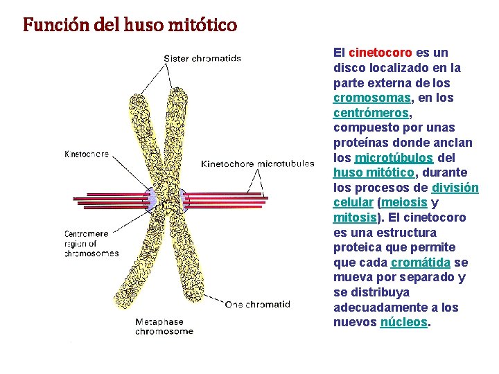 Función del huso mitótico El cinetocoro es un disco localizado en la parte externa Función del huso mitótico El cinetocoro es un disco localizado en la parte externa