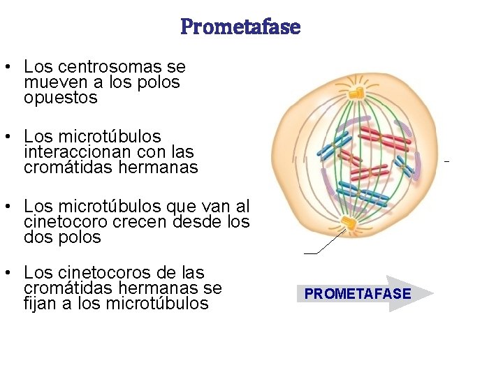 Prometafase • Los centrosomas se mueven a los polos opuestos • Los microtúbulos interaccionan Prometafase • Los centrosomas se mueven a los polos opuestos • Los microtúbulos interaccionan