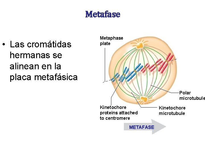 Metafase • Las cromátidas hermanas se alinean en la placa metafásica Metaphase plate Polar Metafase • Las cromátidas hermanas se alinean en la placa metafásica Metaphase plate Polar