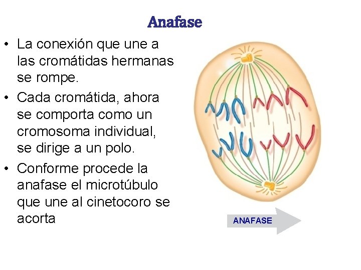 Anafase • La conexión que une a las cromátidas hermanas se rompe. • Cada Anafase • La conexión que une a las cromátidas hermanas se rompe. • Cada