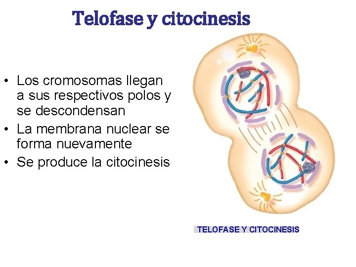 Telofase y citocinesis • Los cromosomas llegan a sus respectivos polos y se descondensan Telofase y citocinesis • Los cromosomas llegan a sus respectivos polos y se descondensan