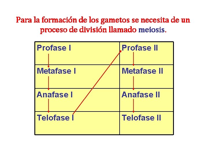 Para la formación de los gametos se necesita de un proceso de división llamado Para la formación de los gametos se necesita de un proceso de división llamado
