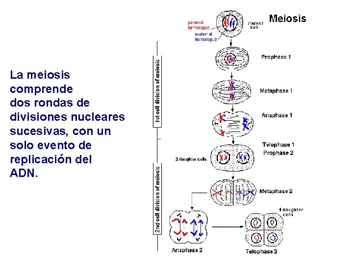 La meiosis comprende dos rondas de divisiones nucleares sucesivas, con un solo evento de La meiosis comprende dos rondas de divisiones nucleares sucesivas, con un solo evento de