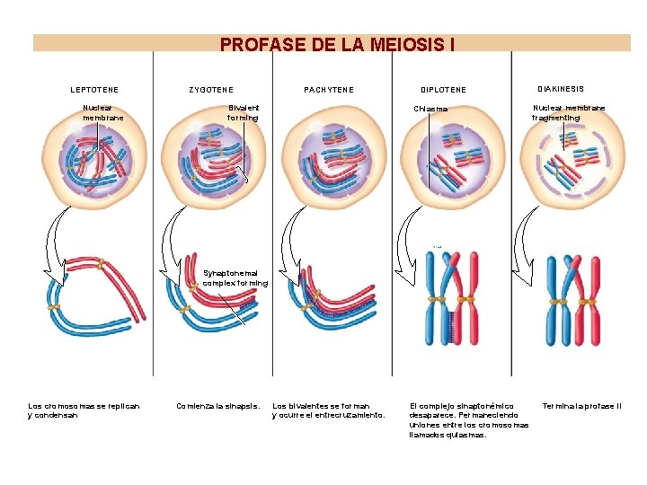 PROFASE DE LA MEIOSIS I LEPTOTENE Nuclear membrane ZYGOTENE PACHYTENE Bivalent forming DIPLOTENE Chiasma PROFASE DE LA MEIOSIS I LEPTOTENE Nuclear membrane ZYGOTENE PACHYTENE Bivalent forming DIPLOTENE Chiasma