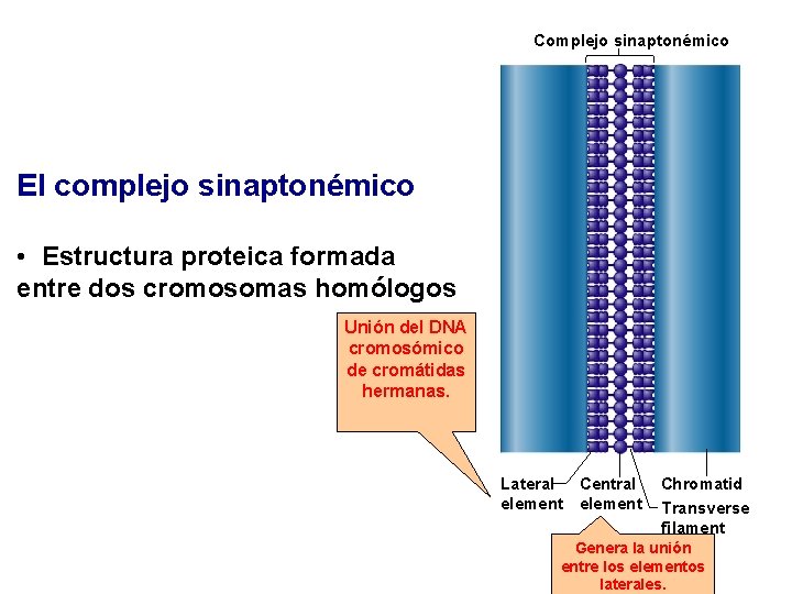 Complejo sinaptonémico El complejo sinaptonémico • Estructura proteica formada entre dos cromosomas homólogos Unión Complejo sinaptonémico El complejo sinaptonémico • Estructura proteica formada entre dos cromosomas homólogos Unión