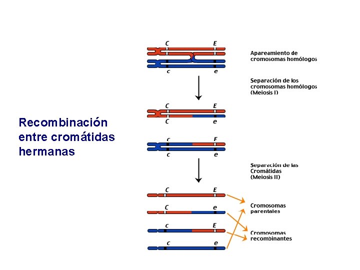 Recombinación entre cromátidas hermanas Recombinación entre cromátidas hermanas