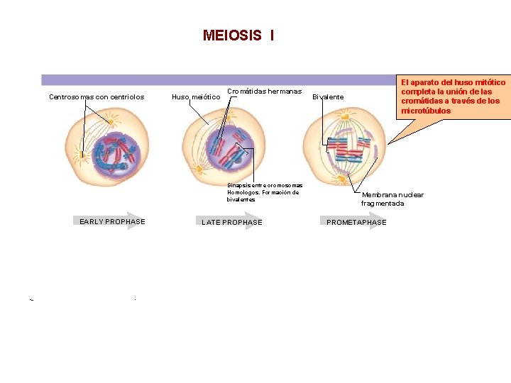 MEIOSIS I Centrosomas con centriolos Huso meiótico Cromátidas hermanas Sinapsis entre cromosomas Homologos. Formación MEIOSIS I Centrosomas con centriolos Huso meiótico Cromátidas hermanas Sinapsis entre cromosomas Homologos. Formación