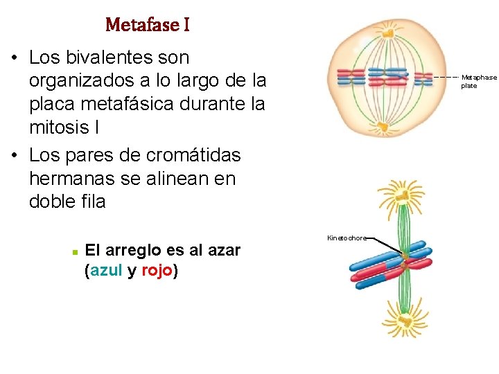Metafase I • Los bivalentes son organizados a lo largo de la placa metafásica Metafase I • Los bivalentes son organizados a lo largo de la placa metafásica