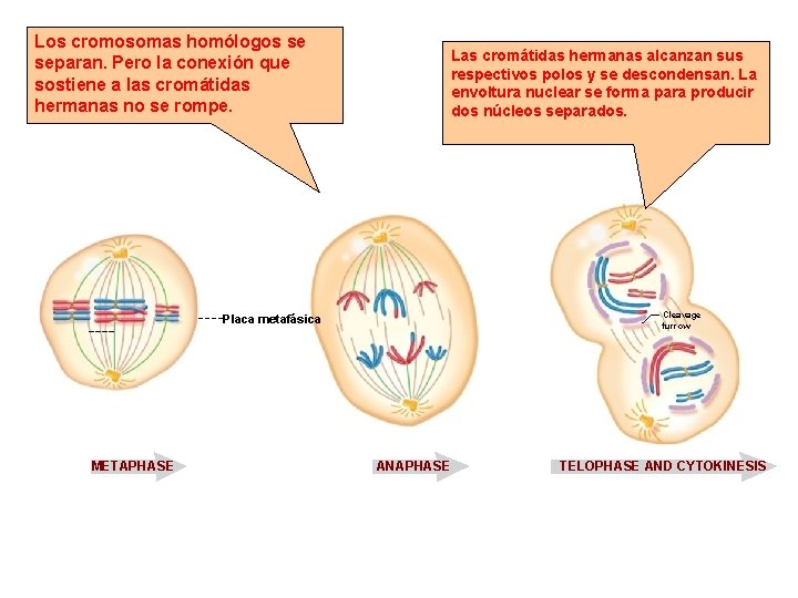Los cromosomas homólogos se separan. Pero la conexión que sostiene a las cromátidas hermanas Los cromosomas homólogos se separan. Pero la conexión que sostiene a las cromátidas hermanas