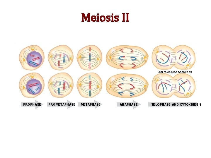 Meiosis II Cuatro células haploides PROPHASE PROMETAPHASE ANAPHASE TELOPHASE AND CYTOKINESIS Meiosis II Cuatro células haploides PROPHASE PROMETAPHASE ANAPHASE TELOPHASE AND CYTOKINESIS