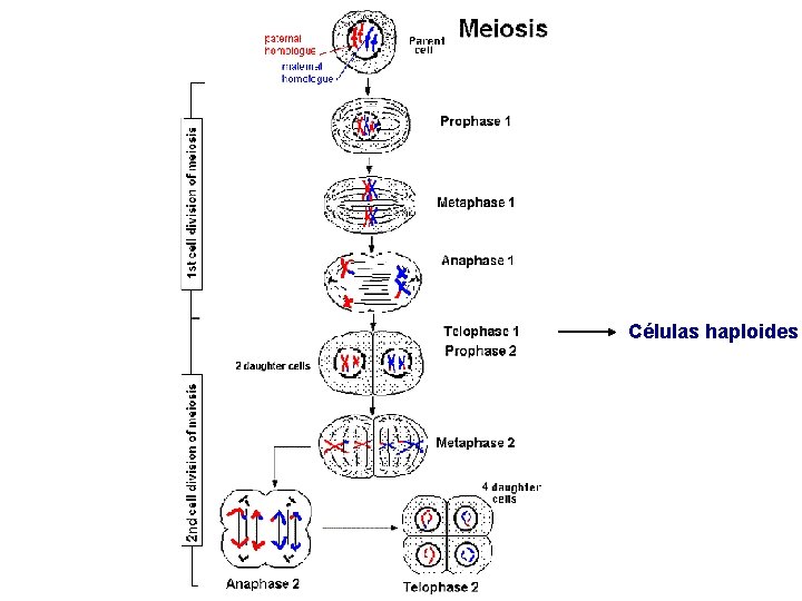 Células haploides Células haploides