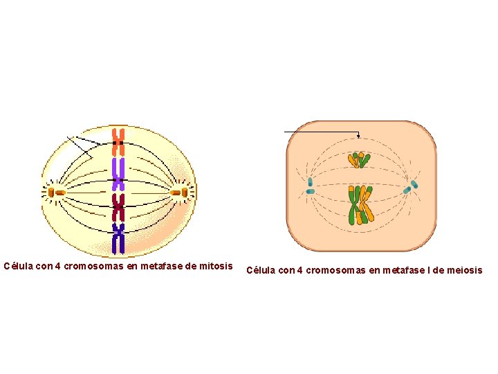 Célula con 4 cromosomas en metafase de mitosis Célula con 4 cromosomas en metafase Célula con 4 cromosomas en metafase de mitosis Célula con 4 cromosomas en metafase