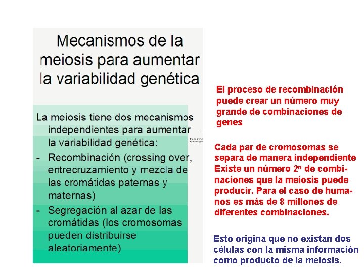 El proceso de recombinación puede crear un número muy grande de combinaciones de genes El proceso de recombinación puede crear un número muy grande de combinaciones de genes