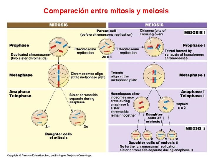 Comparación entre mitosis y meiosis Comparación entre mitosis y meiosis