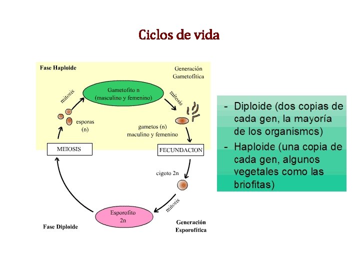 Ciclos de vida Ciclos de vida