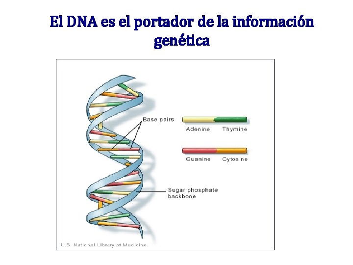 El DNA es el portador de la información genética El DNA es el portador de la información genética