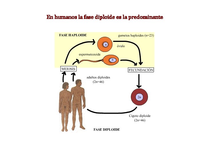 En humanos la fase diploide es la predominante En humanos la fase diploide es la predominante