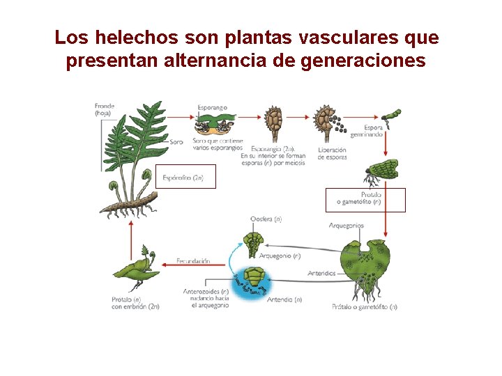 Los helechos son plantas vasculares que presentan alternancia de generaciones Los helechos son plantas vasculares que presentan alternancia de generaciones