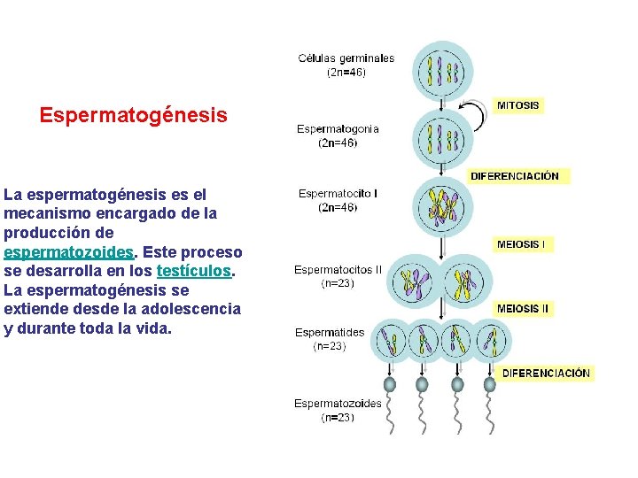 Espermatogénesis La espermatogénesis es el mecanismo encargado de la producción de espermatozoides. Este proceso Espermatogénesis La espermatogénesis es el mecanismo encargado de la producción de espermatozoides. Este proceso