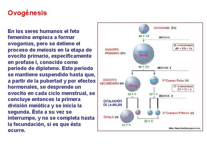 Ovogénesis En los seres humanos el feto femenino empieza a formar ovogonias, pero se Ovogénesis En los seres humanos el feto femenino empieza a formar ovogonias, pero se