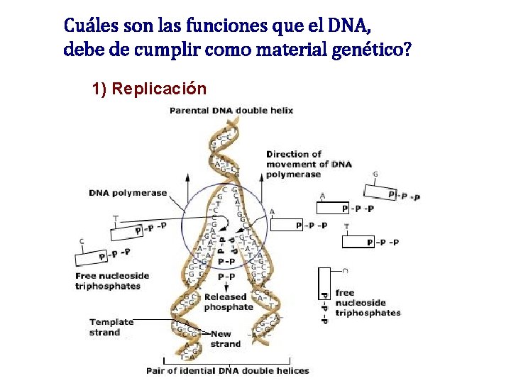 Cuáles son las funciones que el DNA, debe de cumplir como material genético? 1) Cuáles son las funciones que el DNA, debe de cumplir como material genético? 1)