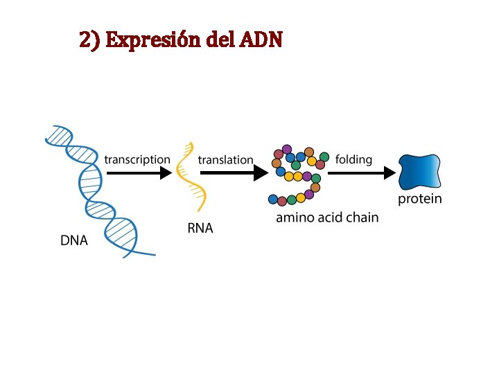 2) Expresión del ADN 2) Expresión del ADN