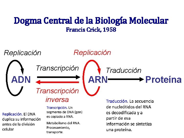 Dogma Central de la Biología Molecular Francis Crick, 1958 Dogma Central de la Biología Molecular Francis Crick, 1958