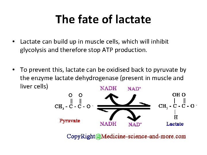 The fate of lactate • Lactate can build up in muscle cells, which will