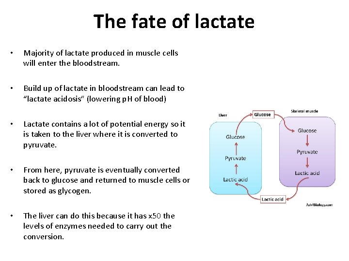 The fate of lactate • Majority of lactate produced in muscle cells will enter