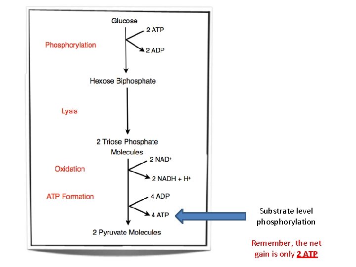 Substrate level phosphorylation Remember, the net gain is only 2 ATP 