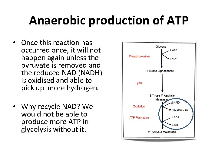 Anaerobic production of ATP • Once this reaction has occurred once, it will not
