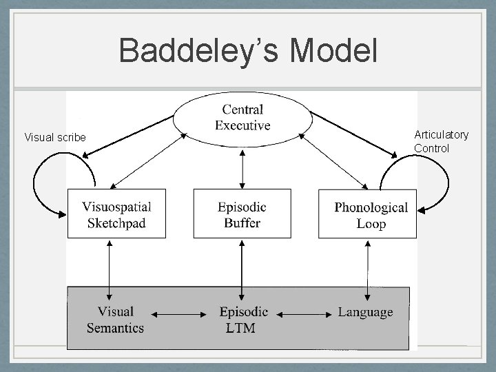 Baddeley’s Model Visual scribe Articulatory Control 
