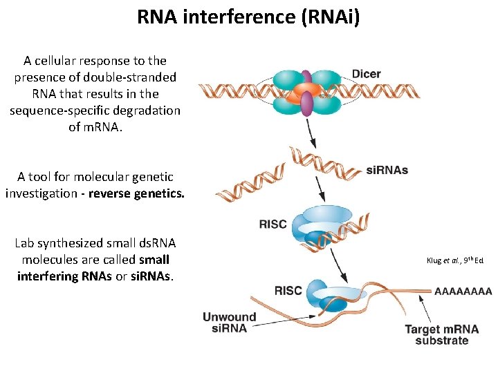 RNA interference (RNAi) A cellular response to the presence of double-stranded RNA that results