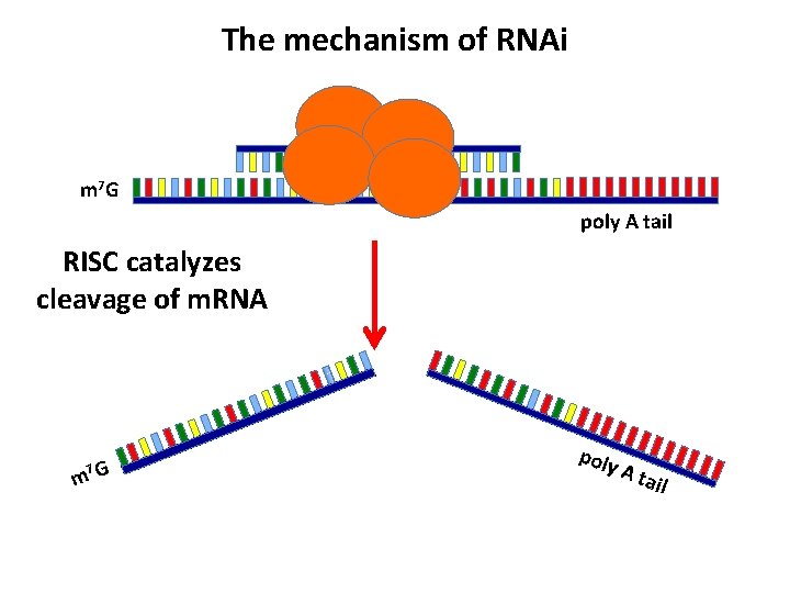 The mechanism of RNAi m 7 G poly A tail RISC catalyzes cleavage of