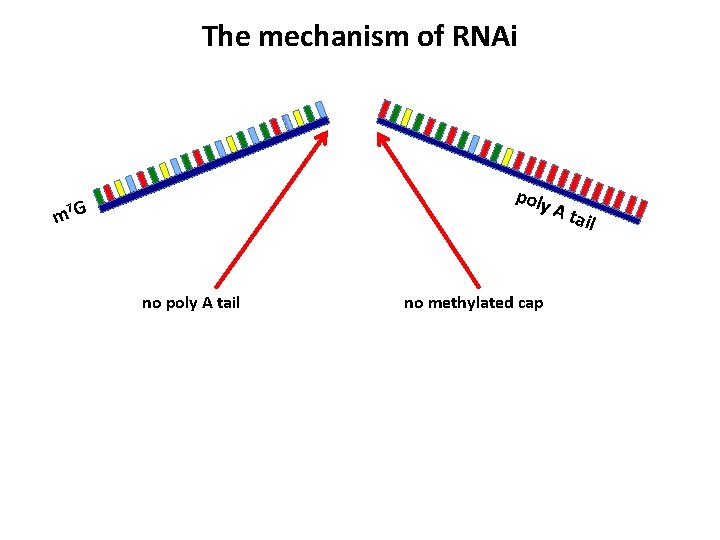 The mechanism of RNAi poly 7 G m no poly A tail no methylated