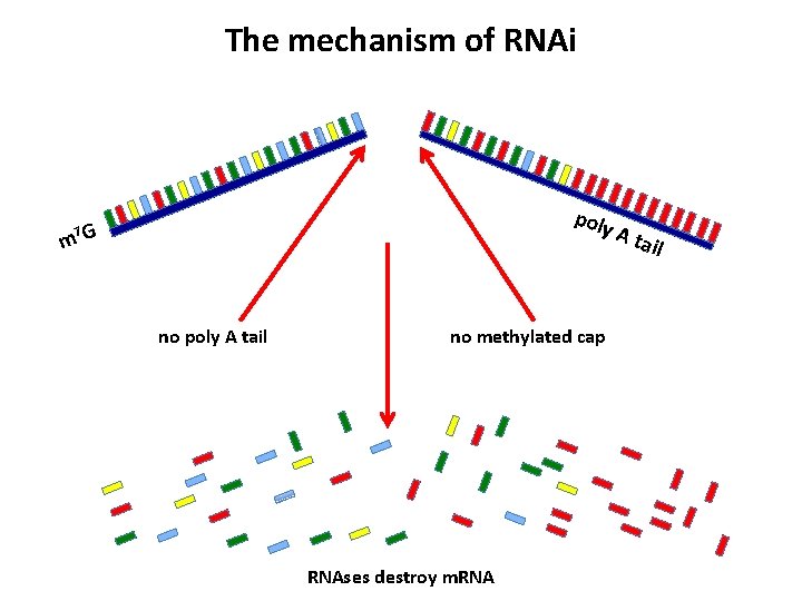 The mechanism of RNAi poly 7 G m no poly A tail no methylated