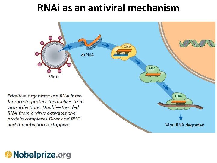 RNAi as an antiviral mechanism 