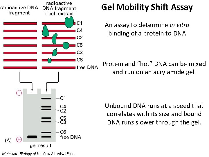 Gel Mobility Shift Assay An assay to determine in vitro binding of a protein