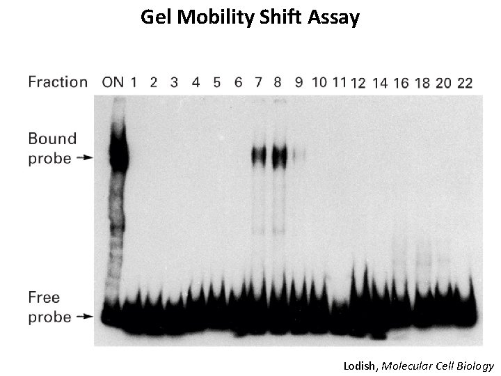 Gel Mobility Shift Assay Lodish, Molecular Cell Biology 