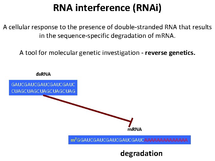 RNA interference (RNAi) A cellular response to the presence of double-stranded RNA that results