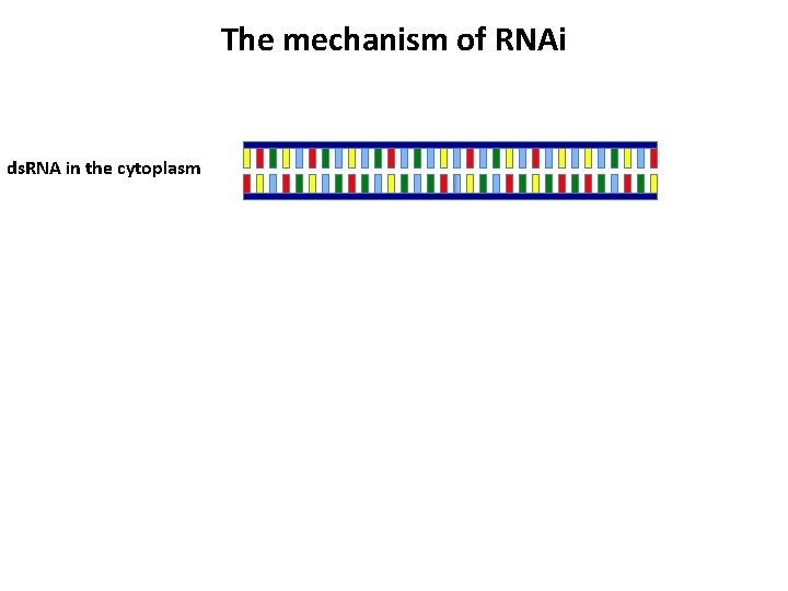 The mechanism of RNAi ds. RNA in the cytoplasm 