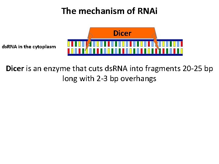 The mechanism of RNAi Dicer ds. RNA in the cytoplasm Dicer is an enzyme