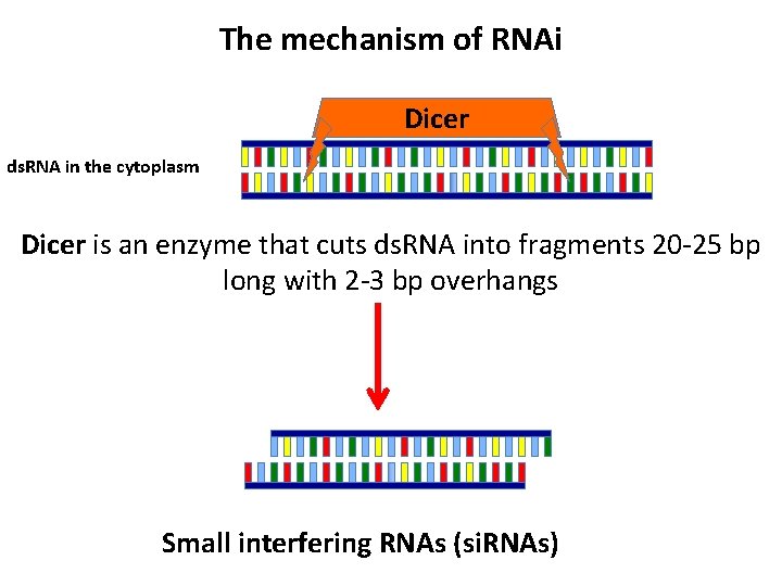The mechanism of RNAi Dicer ds. RNA in the cytoplasm Dicer is an enzyme