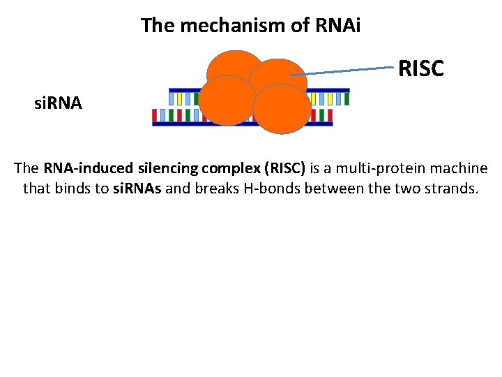 The mechanism of RNAi RISC si. RNA The RNA-induced silencing complex (RISC) is a