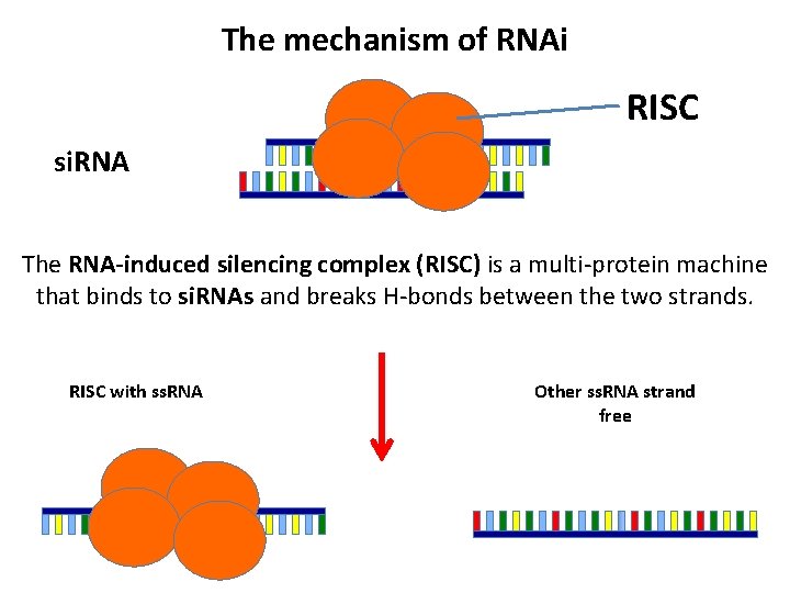 The mechanism of RNAi RISC si. RNA The RNA-induced silencing complex (RISC) is a