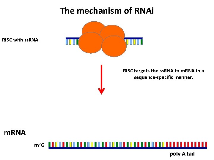 The mechanism of RNAi RISC with ss. RNA RISC targets the ss. RNA to