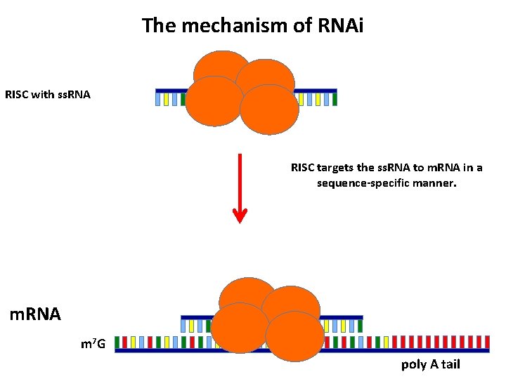 The mechanism of RNAi RISC with ss. RNA RISC targets the ss. RNA to